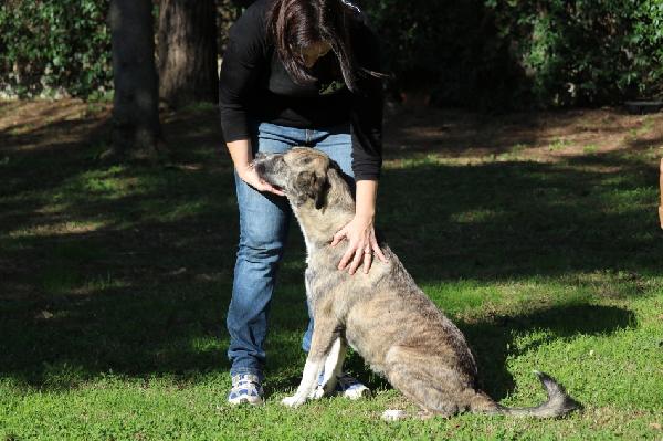 TUNA, BUONA E AFFETTUOSA CAGNOLONA, TAGLIA GRANDE, BRAVA AL GUINZAGLIO, IN CERCA DELLA SUA CASA PER SEMPRE Foto 2